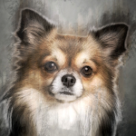 Cover Image of Télécharger Chihuahuas dog wallpapers  APK