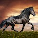 Horse Wallpapers hd 4k - Androidアプリ