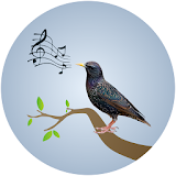 Starling Birdsong icon