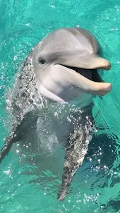 Dolphin Video Wallpapers