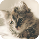 Kitten Wallpaper विंडोज़ पर डाउनलोड करें