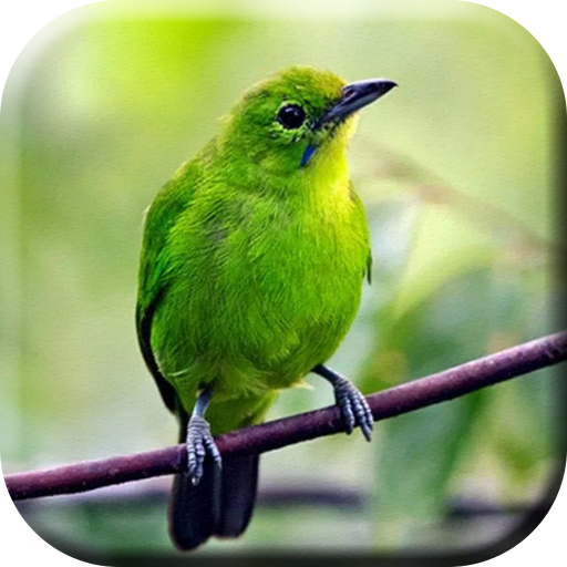 Suara Burung Cucak Ijo Mini logo