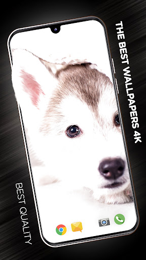 Android application Puppies Wallpapers in 4K screenshort
