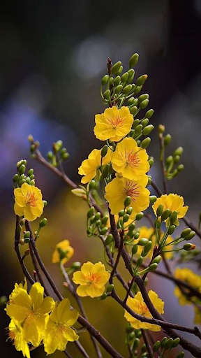 How to grow apricot flowers