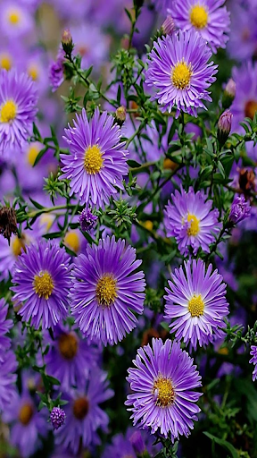 How to grow dandelions