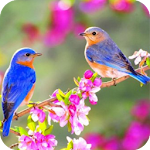 Cover Image of Download Bird HD Wallpaper  APK