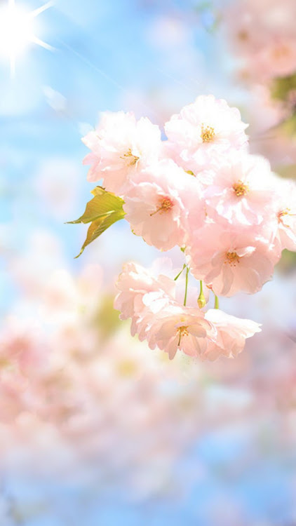 Sakura Flower Live Wallpaper - 1.8.5 - (Android)