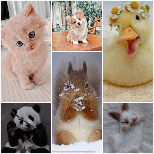 cute animal drawings - AppWisp.com