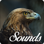 Cover Image of डाउनलोड Eagle Sounds and Ringtone Audio 3.0.0 APK