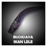 Cara Budidaya Ikan Lele icon