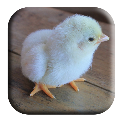 Baby Chick Sounds - AppWisp.com