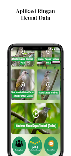 Masteran Kicau Kapas Tembak Screen 2