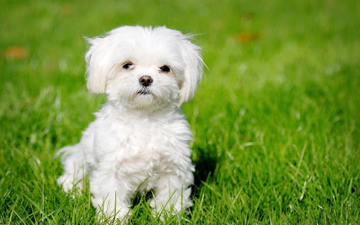 Maltese Dogs Wallpapers