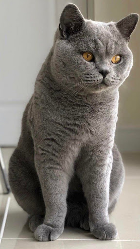 British Shorthair Wallpapers Screen 3