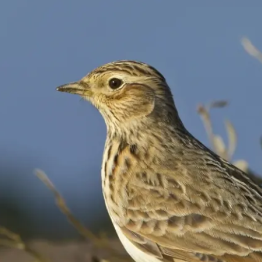 Lark bird sounds logo