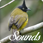 Cover Image of डाउनलोड Black Crested Bulbul Bird Sounds Ringtone PRO 3.0.0 APK