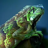 Cute chameleon icon