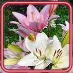 Cover Image of Baixar Lily White and Pink  APK