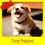 Corgi Puppies icon