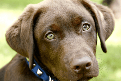 boones creek animal hospital app