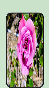rose flower pic