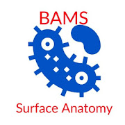 BAMS Surface Anatomy