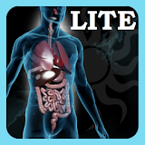 A-Z: Full Body Anatomy LITE icon