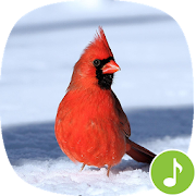 Appp.io - Cardinal Bird Sounds