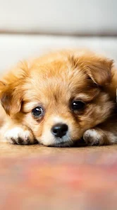 강아지 라이브 배경화면 - 귀여운 강아지 사진 - Google Play 앱