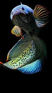 Chana Fish Whalpaper