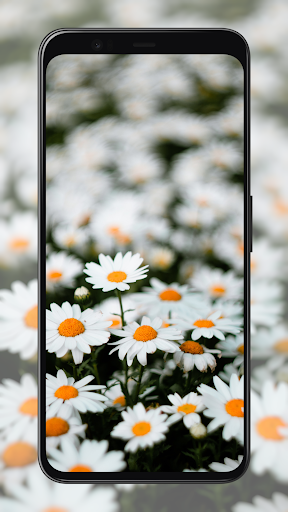 Daisy Wallpapers Screen 2