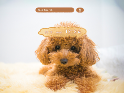 [新しいコレクション] かわいい トイ プードル 壁紙 871843