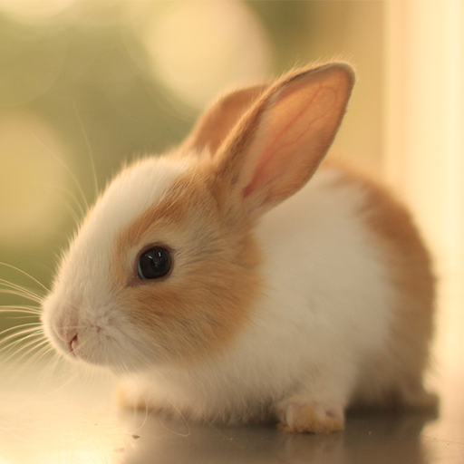 Cute Animal Wallpapers - Apps on Google Play