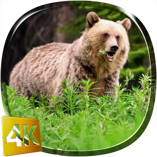 Bear 4K Live Wallpaper logo