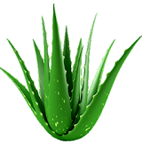 Aloe Vera Benefits icon