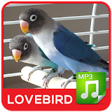 Kicau LOVEBIRD Masteran Panjang icon