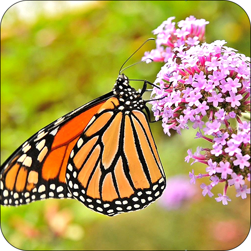Wild Butterfly Live Wallpaper Latest Icon
