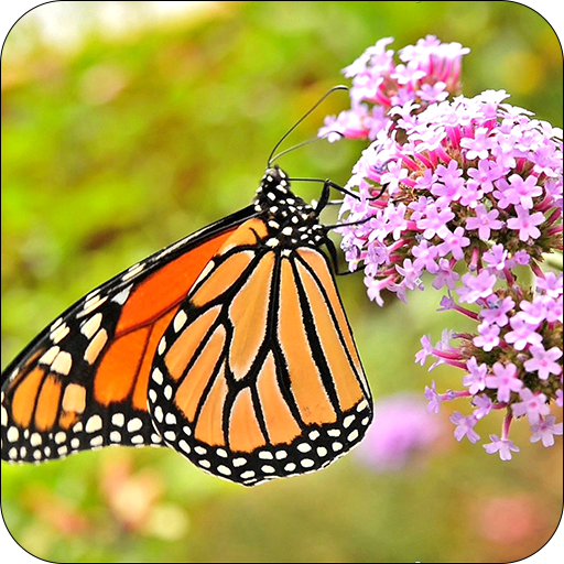 Wild Butterfly Live Wallpaper logo