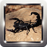 Black Scorpion Wallpapers icon