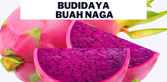 Budidaya Buah Naga