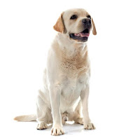 Labrador retriever dogs