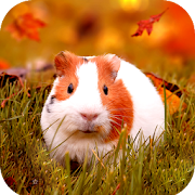 Guinea Pig Wallpaper