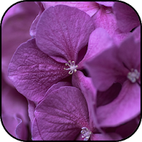 Violet flowers wallpapers