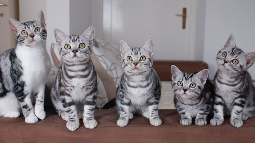 American Shorthair Screen 3