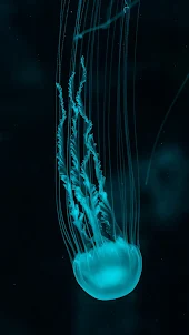 Медузы Обои