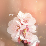 Cover Image of 下载 카카오톡 테마 - 따스한 봄의 꽃  APK