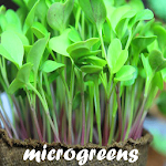Microgreens Guide Apk