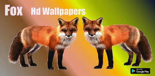Fox 4K Wallpapers