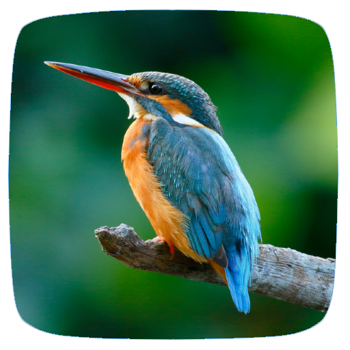 Birds Ringtones logo