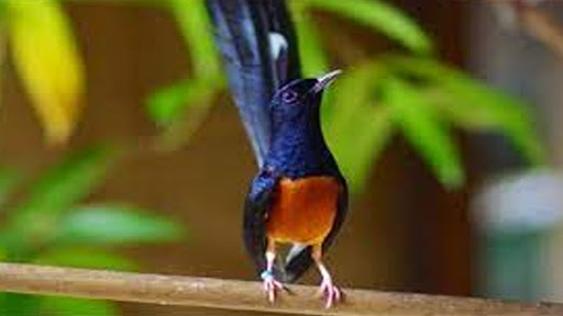 Cara Ternak Burung Muray Batu